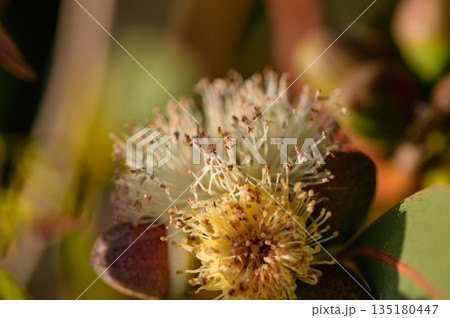 Wild eucalyptus buds close-up in Mediterranean light 135180447