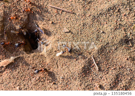 Ants at work near nest entrance, macro Cyprus nature Ants at work near nest entrance, macro Cyprus nature 135180456