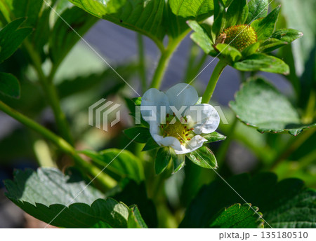 Delicate strawberry blossom amidst lush green leaves in a sunny garden during springtime 135180510