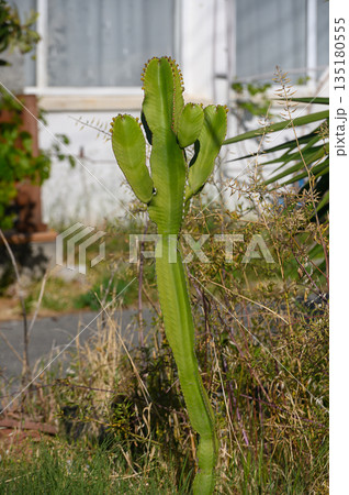 Vibrant green cactus stands tall in a sunny garden surrounded by wild grasses and a charming house backdrop 135180555