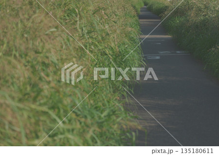 両側が草におおわれた道 135180611