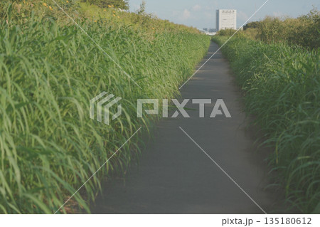 鬱蒼とした道 鬱蒼とした道 135180612