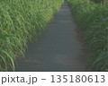 両側が草におおわれた道 135180613