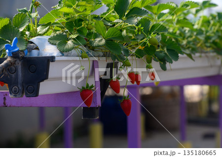 Vibrant strawberry plants hang in garden beds under the sun during the warm afternoon in a rural farming community Vibrant strawberry plants hang in garden beds under the sun during the warm afternoon in a rural farming community 135180665