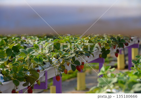 Strawberry plants flourish under gentle sunlight in a vibrant greenhouse setting during early afternoon Strawberry plants flourish under gentle sunlight in a vibrant greenhouse setting during early afternoon 135180666