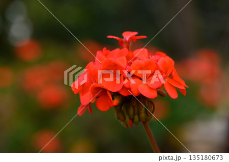 Vibrant red geranium blossoms captured in a lush garden during late afternoon sunlight enhancing their natural beauty Vibrant red geranium blossoms captured in a lush garden during late afternoon sunlight enhancing their natural beauty 135180673