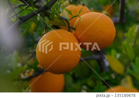 Lush orange grove bursting with ripe citrus in a vibrant setting during golden hour 135180678