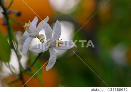Beautiful white flowers blooming against a vibrant orange background in a sunny garden setting during spring 135180682