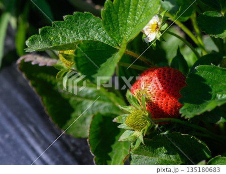 Harvesting ripe strawberries among lush green leaves in a sunlit field during early summer 135180683