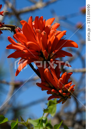 Vibrant orange flowers bloom against a clear blue sky in a serene natural setting during springtime Vibrant orange flowers bloom against a clear blue sky in a serene natural setting during springtime 135180690
