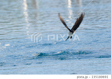 Bird diving into water for a catch at dawn near a tranquil lake surrounded by vibrant greenery Bird diving into water for a catch at dawn near a tranquil lake surrounded by vibrant greenery 135180691