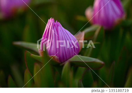 Stunning pink flower bud emerges amid lush green foliage in a tranquil garden setting at dawn 135180719