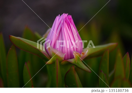 Unique pink flower blooming amidst vibrant green foliage in a serene natural setting Unique pink flower blooming amidst vibrant green foliage in a serene natural setting 135180736