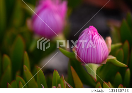 Vibrant pink blooms emerge in a lush garden, capturing the essence of springtime beauty in nature's palette Vibrant pink blooms emerge in a lush garden, capturing the essence of springtime beauty in nature's palette 135180738