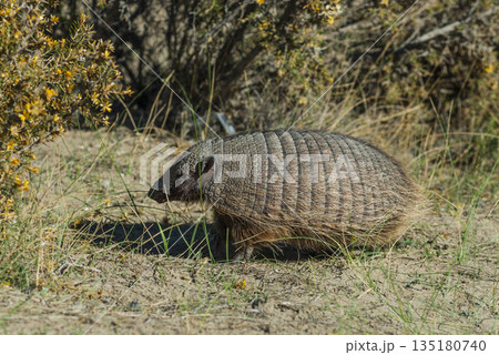 Hairy Armadillo, in desert environment, Peninsula Valdes, Patagonia, Argentina 135180740
