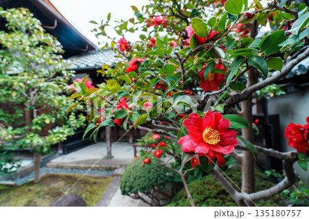 赤い山茶花の花 赤い山茶花の花 135180757