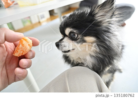 大好きなミカンを食べる愛犬　チワワ 135180762
