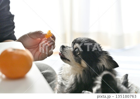 大好きなミカンを食べる愛犬 チワワ 大好きなミカンを食べる愛犬 チワワ 135180763