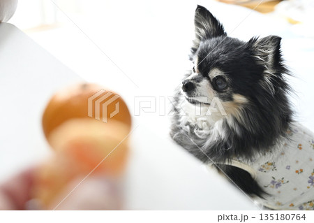 大好きなミカンを食べる愛犬　チワワ 135180764