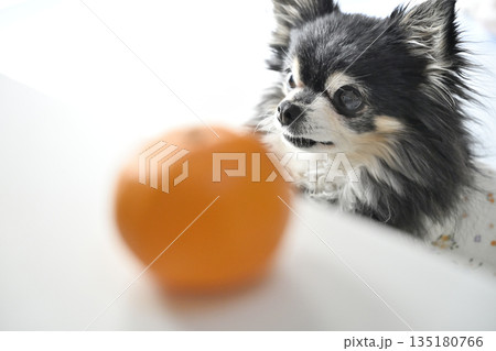 大好きなミカンを食べる愛犬 チワワ 大好きなミカンを食べる愛犬 チワワ 135180766