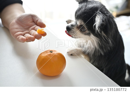大好きなミカンを食べる愛犬　チワワ 135180772