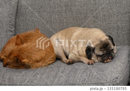 Cozy dogs taking a peaceful nap on a soft gray couch in a warm living room atmosphere 135180785
