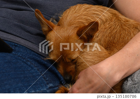 Cozy moments with a sleeping dog nestled comfortably in its owner's lap during a peaceful afternoon at home Cozy moments with a sleeping dog nestled comfortably in its owner's lap during a peaceful afternoon at home 135180786