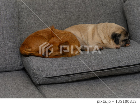 Two adorable dogs peacefully sleeping on a cozy gray couch in a comfortable living room during a quiet afternoon Two adorable dogs peacefully sleeping on a cozy gray couch in a comfortable living room during a quiet afternoon 135180815