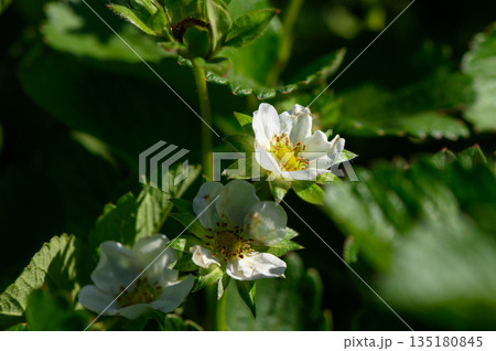 Delicate strawberry blossoms bloom amidst vibrant green foliage in a sunlit garden during the warm days of spring 135180845