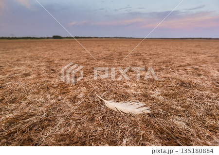 Cracked earth, desertification process, La Pampa Province, Patagonia, Argentina. Cracked earth, desertification process, La Pampa Province, Patagonia, Argentina. 135180884