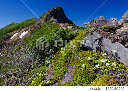 キバナシャクナゲ咲く縦走路から見る八ヶ岳連峰・横岳主峰 135180902