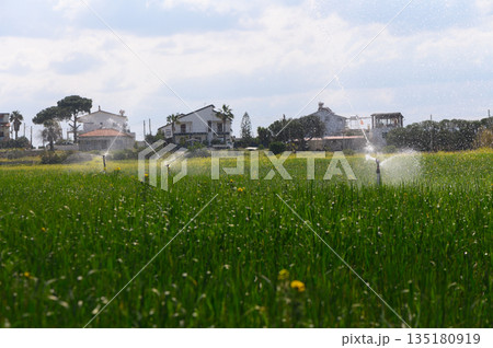 Lush green rice field glistens under bright sun with sprinklers at work against a backdrop of quaint houses Lush green rice field glistens under bright sun with sprinklers at work against a backdrop of quaint houses 135180919