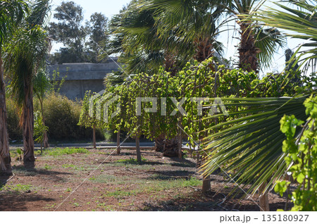 Vibrant grapevines thrive under the sun near swaying palm trees in a serene vineyard setting 135180927