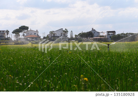 Green fields glisten under bright skies as sprinklers dance, nurturing crops near quaint homes in the countryside 135180928