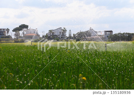 Lush green rice fields glitter under the sun while irrigation sprinkles water on the crops in a serene rural setting Lush green rice fields glitter under the sun while irrigation sprinkles water on the crops in a serene rural setting 135180936