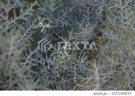 Beauty of delicate foliage captured in sunlight filtering through lush greenery in a serene garden Beauty of delicate foliage captured in sunlight filtering through lush greenery in a serene garden 135180937