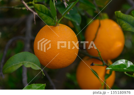 Lush orange fruits hang on a vibrant tree under the warm sun in a serene garden setting 135180976