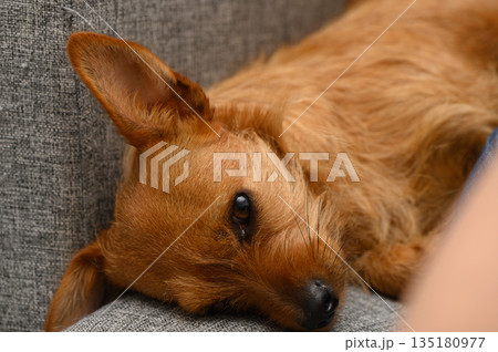 Relaxed dog enjoying a cozy moment on a soft gray couch in a warm and inviting living room during a sunny afternoon 135180977