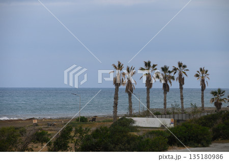 Waves gently lapping the shore while palm trees sway under a soft, cloudy sky near a tranquil coastline 135180986