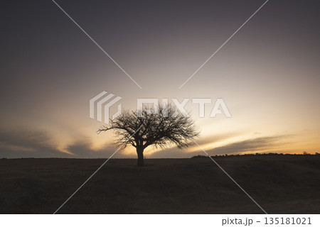 Flowered field in the Pampas Plain, La Pampa Province, Patagonia, Argentina. 135181021