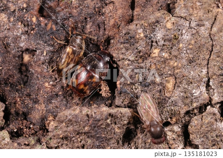 生き物　昆虫　ナミモンコケシキスイ、ヒレルコキノコムシ（左）と一緒に樹液を舐める 135181023