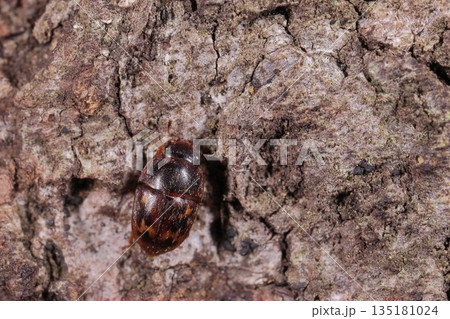 生き物　昆虫　ナミモンコケシキスイ、四ミリほどのケシキスイ。波紋がありますが変異は大きいようです 135181024