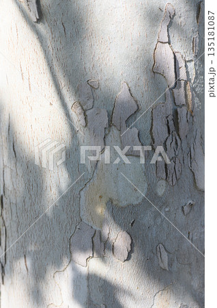 Intricate patterns of bark reveal nature's artistry beneath dappled sunlight in a serene forest setting Intricate patterns of bark reveal nature's artistry beneath dappled sunlight in a serene forest setting 135181087