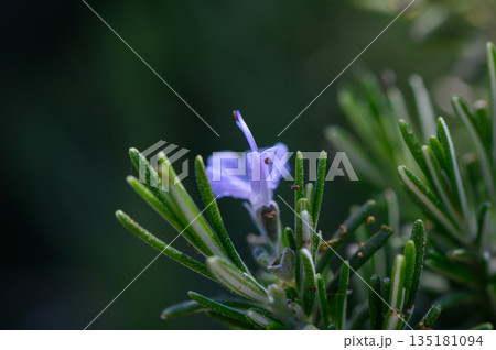 Delicate lavender blooms amidst vibrant green rosemary foliage captures nature's beauty in springtime sunlight Delicate lavender blooms amidst vibrant green rosemary foliage captures nature's beauty in springtime sunlight 135181094
