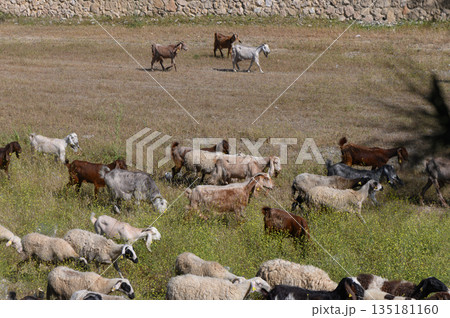 Herd of goats and sheep grazing peacefully on a sunlit field surrounded by stone walls 135181160
