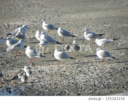 冬の渡り鳥ユリカモメとミユビシギ 135181216