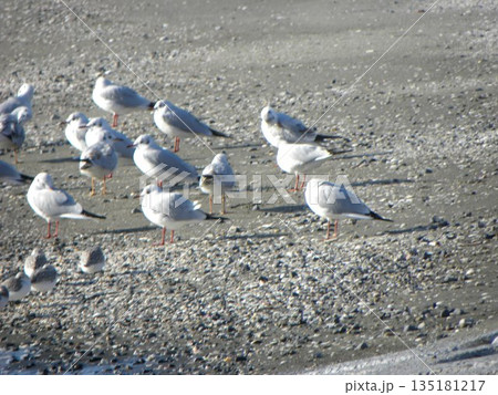 冬の渡り鳥ユリカモメとミユビシギ 冬の渡り鳥ユリカモメとミユビシギ 135181217