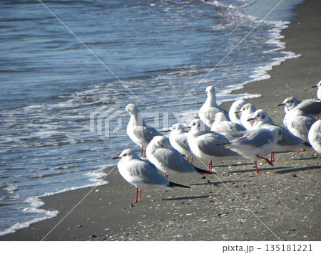 検見川浜へ来た冬の渡り鳥ユリカモメ 135181221