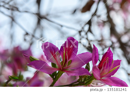Beautiful pink blossoms bring life to a spring morning in a vibrant garden filled with color and fragrance 135181241
