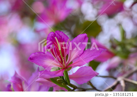 Vibrant pink blossoms bloom in a serene garden during sunny afternoon, attracting pollinators showcasing nature's beauty 135181251